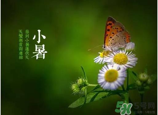 小暑种什么菜？小暑为什么要种牵牛花？