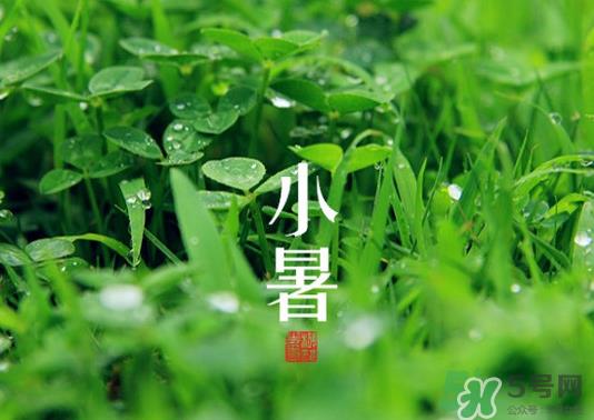 小暑种什么菜？小暑为什么要种牵牛花？