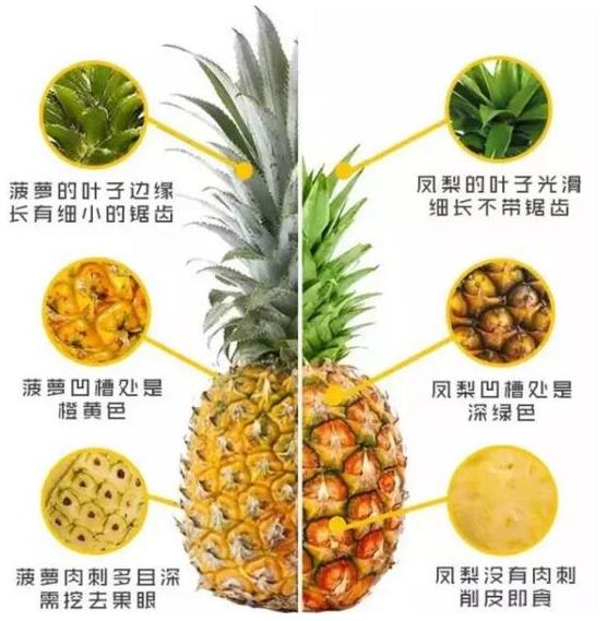 菠萝和凤梨到底什么关系 生物学上是同一种水果