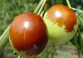 鲜枣怎么蒸？鲜枣蒸多长时间？