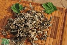艾草吃了有什么好处？艾草吃多了会怎样？