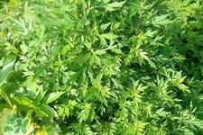 艾草吃了有什么好处？艾草吃多了会怎样？