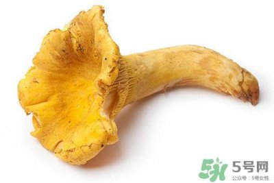 ​鸡油菌多少钱一斤？鸡油菌和鸡枞菌有什么区别