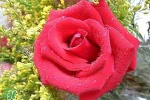 母亲节可以送玫瑰花吗？母亲节送几朵玫瑰花好？