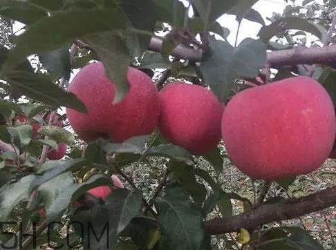 丑苹果多少钱一斤？丑苹果价格