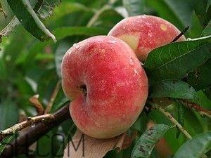 蟠桃怎么挑选？蟠桃怎么保鲜？