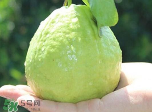 番石榴什么时候吃最好？番石榴什么季节吃最好