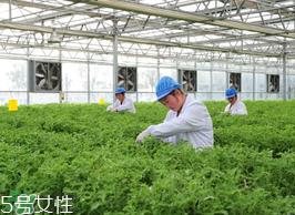 冰草为什么会酸？冰草为什么是酸的？
