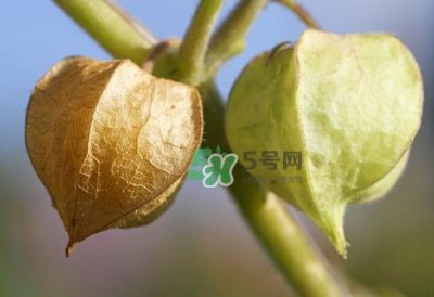 ​菇娘是寒性还是热性？菇娘是哪里产的