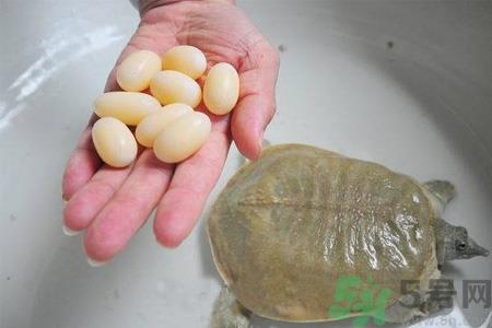 甲鱼蛋能吃吗？甲鱼蛋怎么做好吃？