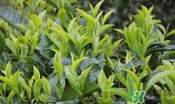 铁观音和普洱茶哪个好?铁观音和普洱茶的区别