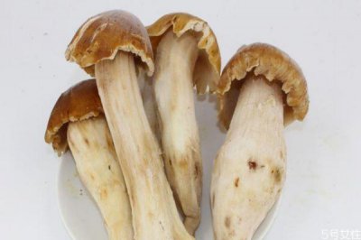 ​吃鸡枞菌有什么注意的呢 孕妇可以吃鸡枞菌吗