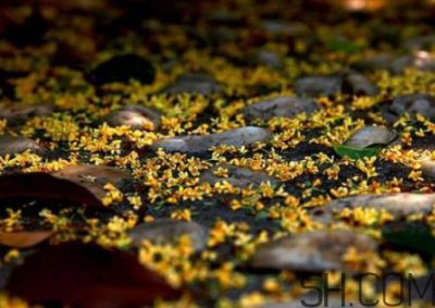 ​桂花可以放冰箱吗？新鲜桂花可以放冰箱吗？