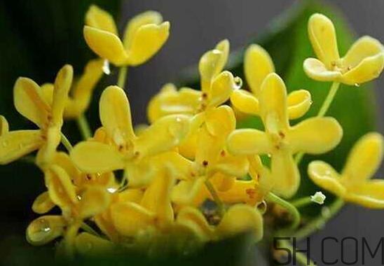 桂花可以放冰箱吗？新鲜桂花可以放冰箱吗？
