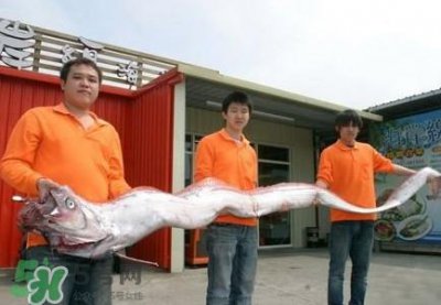​皇带鱼吃什么？皇带鱼吃人吗？