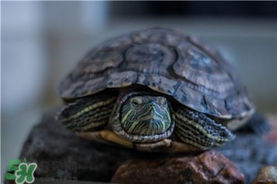 ​甲鱼汤是凉性的吗？甲鱼汤的禁忌人群