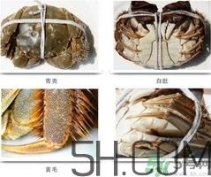 毛蟹和大闸蟹哪个贵?毛蟹和大闸蟹的区别