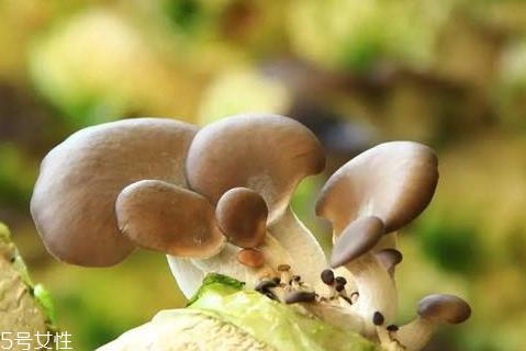平菇发黄还能吃吗 平菇的储存技巧
