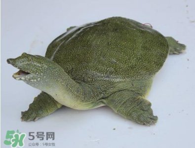 ​甲鱼是鱼吗？甲鱼是发物吗