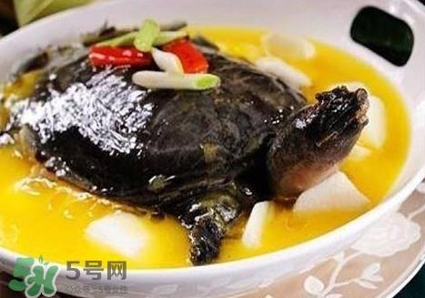 甲鱼是鱼吗？甲鱼是发物吗