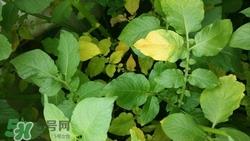 土豆叶子可以吃吗?土豆叶子的功效与作用