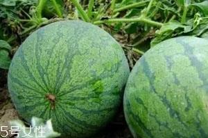 打瓜可以直接吃吗？打瓜的功效作用