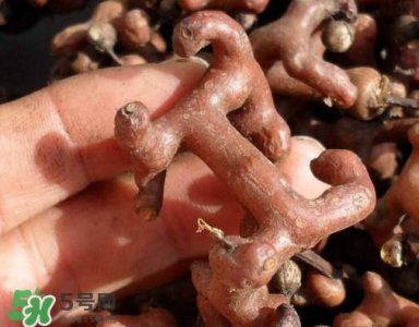 ​拐枣树什么时候栽养？拐枣树多少年结果