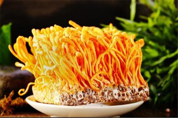 虫草花是活血的吗 虫草花可以活血吗 