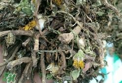 蒲公英和婆婆丁的区别_婆婆丁和蒲公英的区别