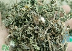 蒲公英和婆婆丁的区别_婆婆丁和蒲公英的区别