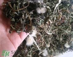 蒲公英和婆婆丁的区别_婆婆丁和蒲公英的区别