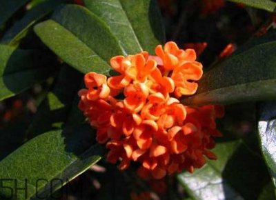 ​红桂花能泡茶吗 红桂花和白桂花哪个泡酒好
