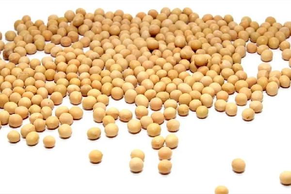 黄豆是毛豆变来的吗 黄豆和大豆有什么区别