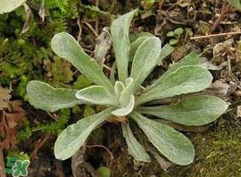 清明菜怎么做好吃？清明菜怎么做止咳？