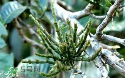 什么是螃蟹脚茶？螃蟹脚茶的功效禁忌