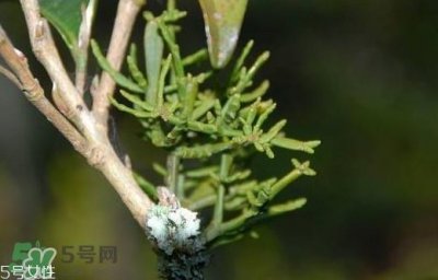 ​什么是螃蟹脚茶？螃蟹脚茶的功效禁忌