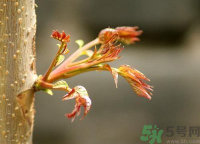 ​香椿和什么不能一起吃?吃了会怎么样