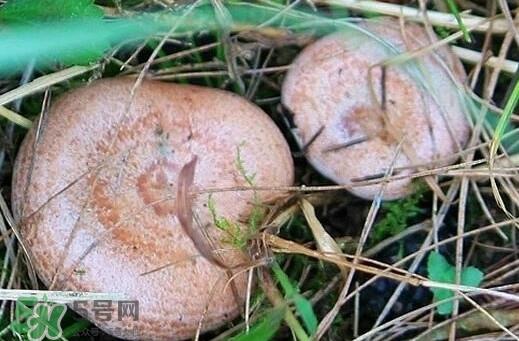 重阳菌多少钱一斤？重阳菌怎么清洗