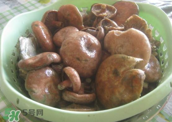 重阳菌多少钱一斤？重阳菌怎么清洗