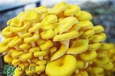 榆黄蘑的营养价值 榆黄蘑的功效与作用