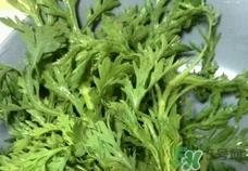 蓬花菜怎么吃最好?蓬花菜怎么做好吃?