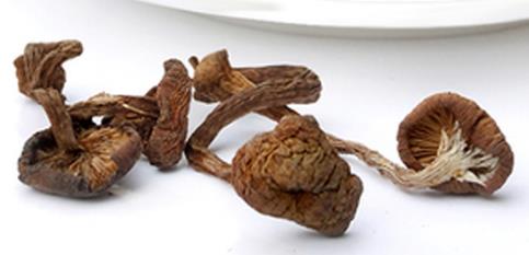 榛蘑可以煲鸭肉吗？榛蘑可以煲鸭肉