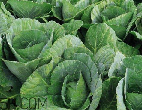 卷心菜热量是多少 一个卷心菜热量