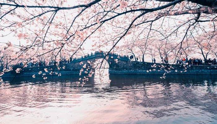 旅游无锡鼋头渚樱花节时间 无锡鼋头渚樱花节是什么时候2