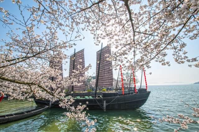 旅游无锡鼋头渚樱花节时间 无锡鼋头渚樱花节是什么时候1