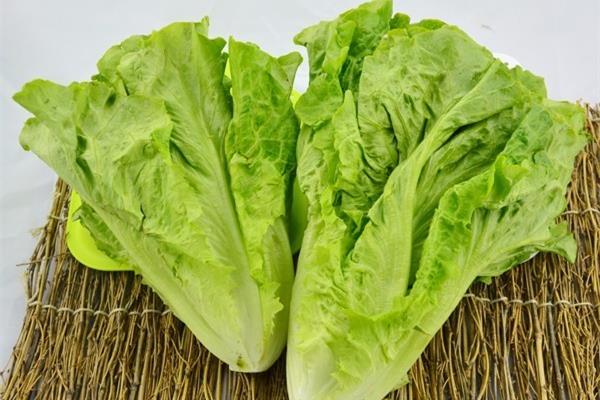 生菜洗干净了可以直接吃吗 生菜洗了隔夜还能吃吗