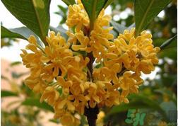 新鲜桂花怎么吃？新鲜桂花的食用方法