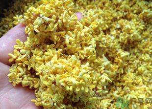 新鲜桂花怎么吃？新鲜桂花的食用方法