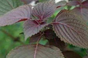 紫苏什么时候播种最好 南方3月北方4月中下旬