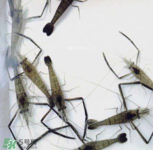 ​河虾可以和牛奶同食吗？河虾和牛奶能一起吃吗？